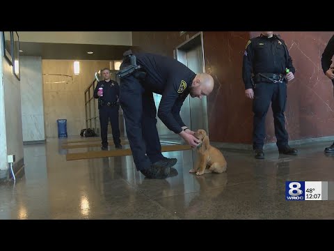 Meet Peak, the sheriff’s first Bloodhound K9