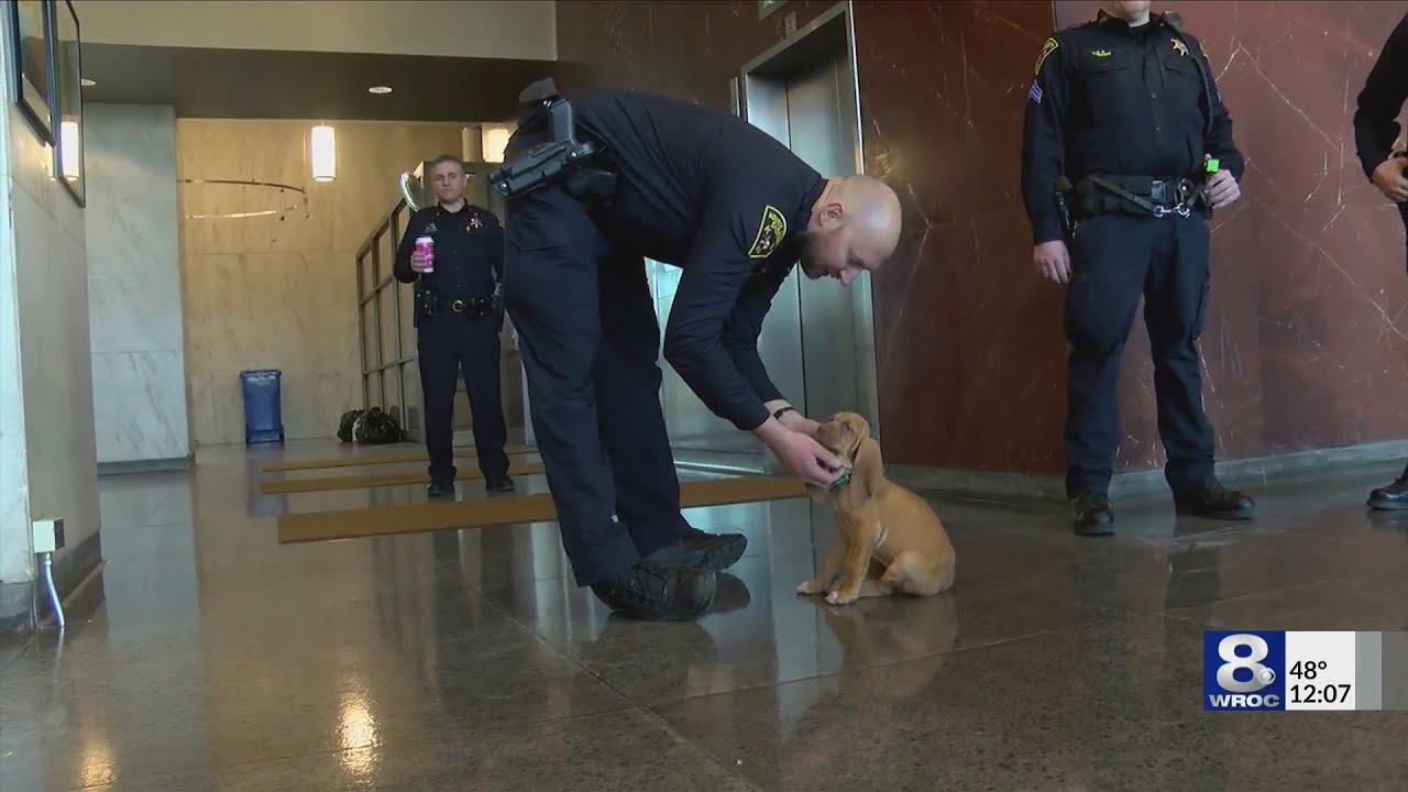 YouTube video preview