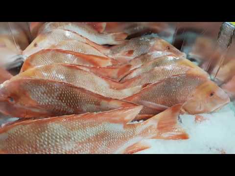 Seychelles - First catch from the season 2016 - ISPC Seychelles