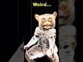 Hunter. S. Thompson said, "When the going gets weird, the weird turn pro!" Let's turn pro baby...