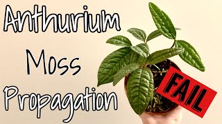 Anthurium Moss Propagation