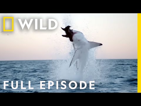Shark vs Whale (Full Episode) | Nat Geo Wild