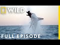Shark Vs Whale Full Episode Nat Geo Wild