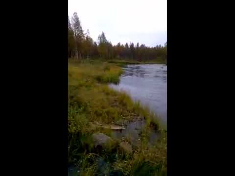 K. Kiutaköngäs nappaa hauen