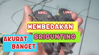 Download lagu MEMBEDAKAN SRIGUNTING JANTAN DAN BETINA mp3 Download lagu MEMBEDAKAN SRIGUNTING JANTAN DAN BETINA mp3