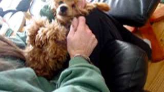 Poodle Puppy Grooming Training