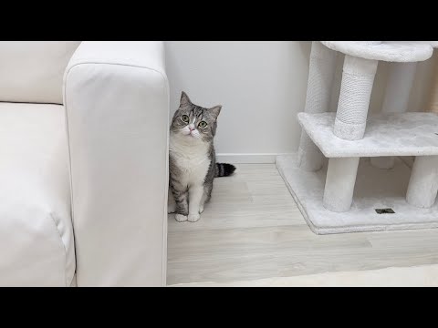 イタズラを叱られた後わざとらしくお利口アピールしてくる猫が可愛すぎましたwww