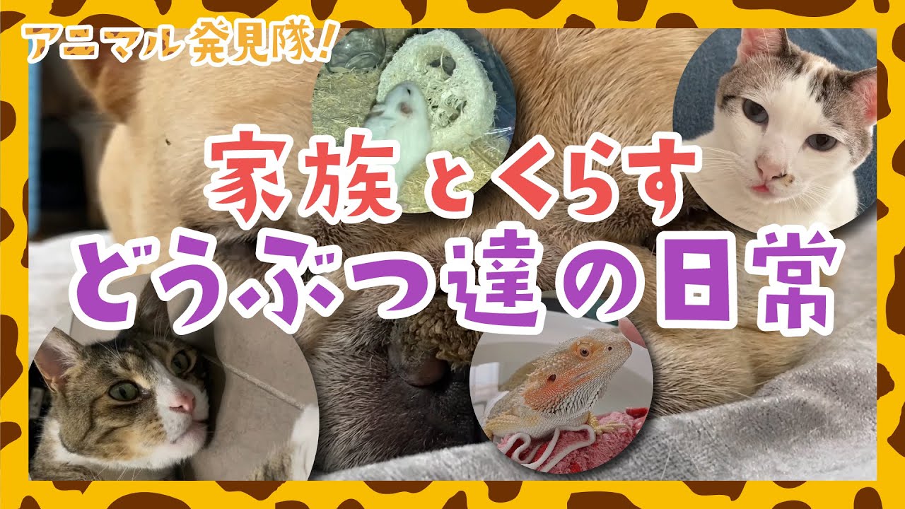 激カワイイ動物達の癒しオモシロ映像🐾今週はトカゲ・猫・犬・ハムスターが登場！✨アニマル発見隊