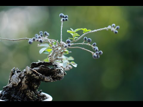 園芸 イボタノキ