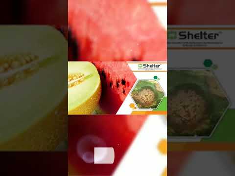 Shelter Organic Bio Fungicide