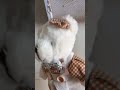 Cat Bear
