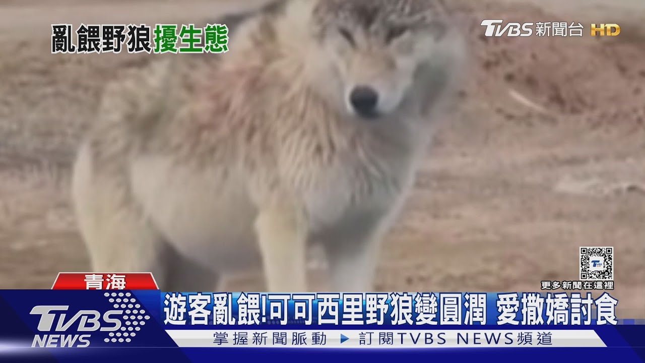 遊客愛亂餵!大陸青藏高原野狼變「肥狼」 撒嬌討食、肚子胖成球