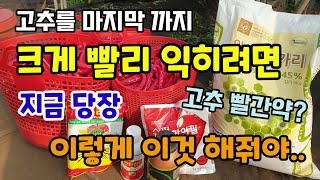 고추를 마지막까지 크게 빨리 붉게익히려면 지금 이렇게 이것을 해줘야 고추빨간약 고추착색제 고추농사