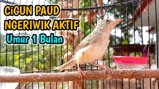 Download lagu Cigun Paud Ngeriwik Aktif, Umur 1 Bulan mp3