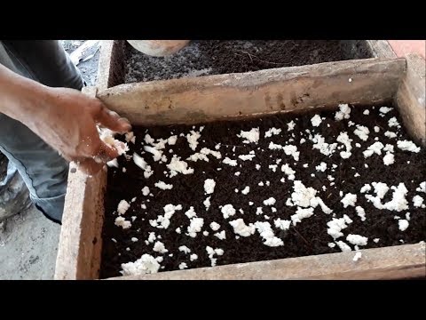 Stimulan erotis Penyebab pembesaran penis