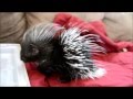 Baby porcupine enjoys being petted