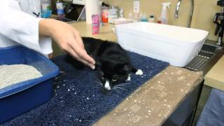 What Does It Mean if a Cat Is Pulling Out Fur & Meowing? : Cat Care & Behavior