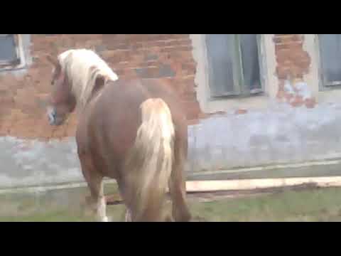 Cel Mai bun Cal buby