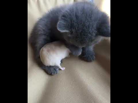 playing with my pet at morning