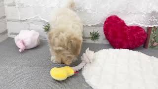ハーフ犬の動画02