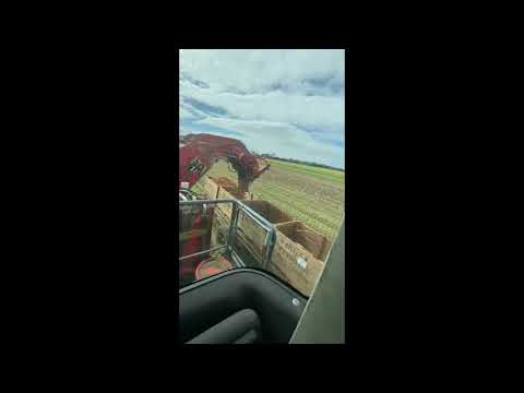 DEWULF ZKIIISE CARROT HARVESTER IN ACTION