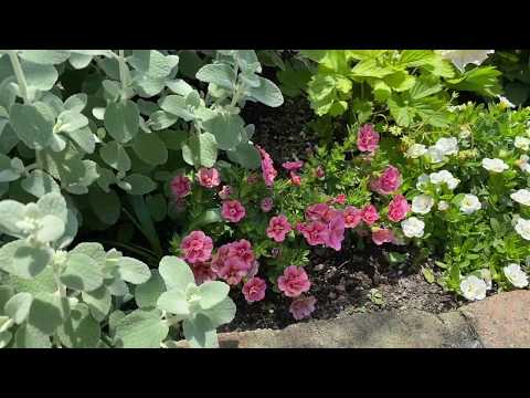 森のキキョウ 植物