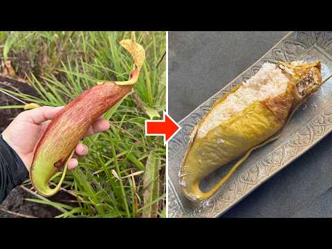 食虫植物ウツボカズラにご飯を詰めて炊くと美味しいらしい！