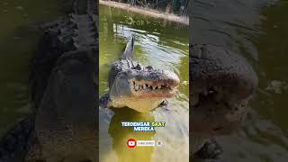 Download lagu Beginilah Suara Buaya!😱 mp3