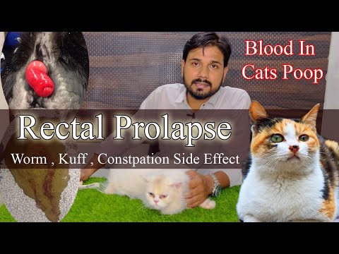 Rectal Prolapse cats home treatment || Cat Ki Potty Me Khoon Kyu Ata Hai Ise Kese Roke || #cat