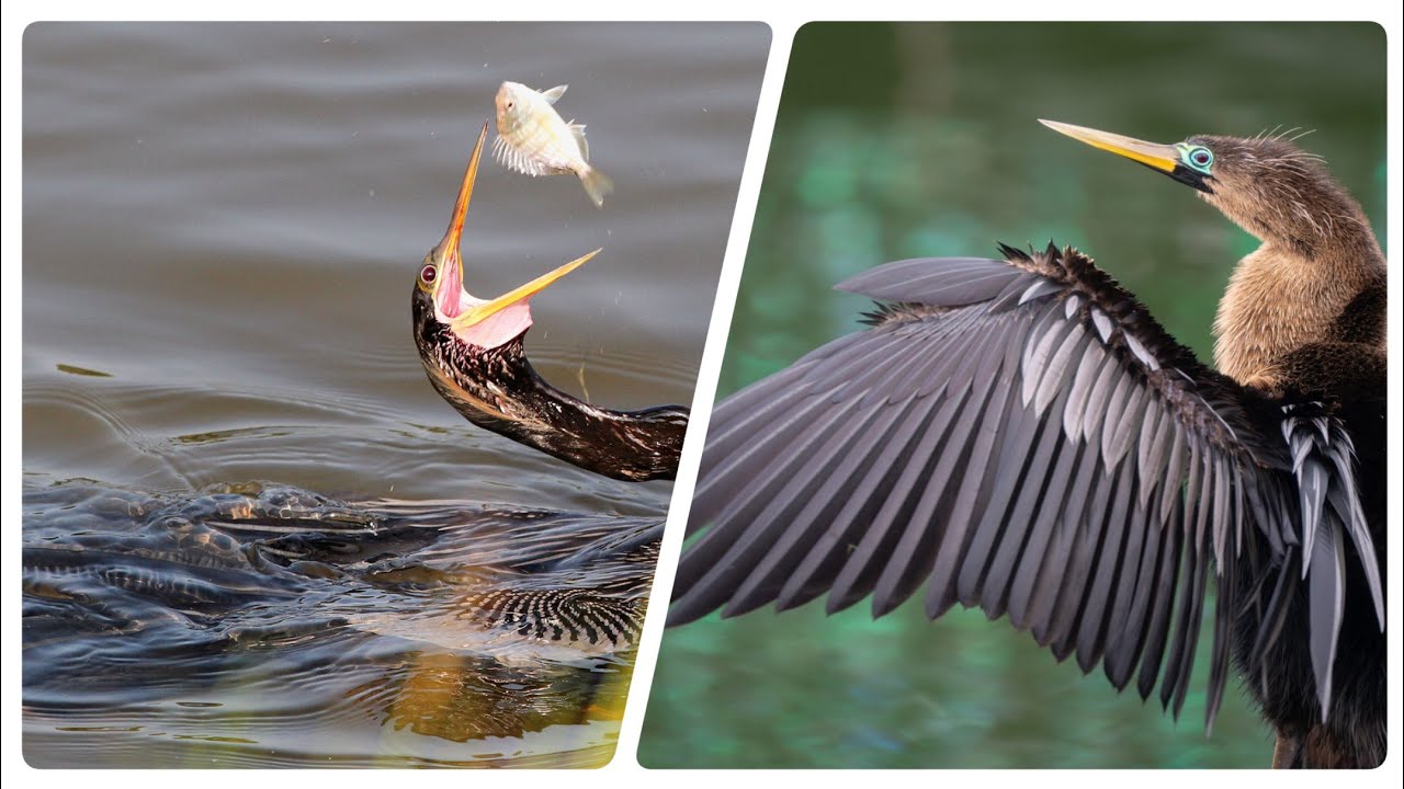 Anhinga: The Mysterious Snakebird of the Swamp