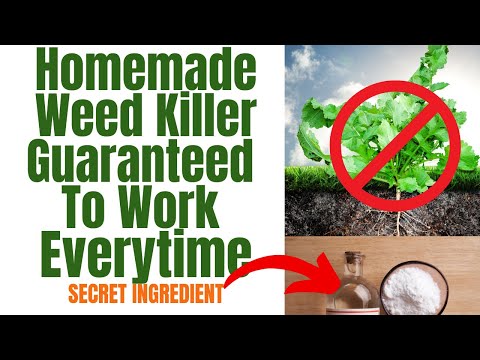 Natural Weed Killer That Works Better Than Round Up || DIY That Saves Money And Works In 24 Hours