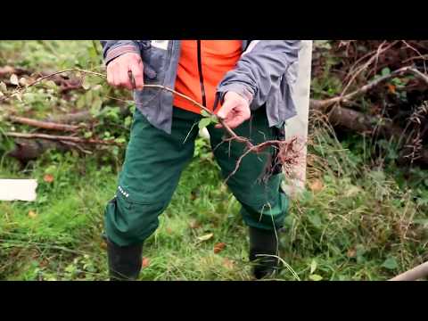 Wuchshülle SG - Feinwurzelbildung