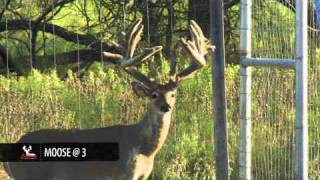 Texas Whitetail Breeders
