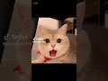 Gatto Che Canta