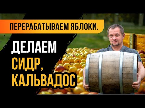 Перерабатываем яблоки на сидр и кальвадос