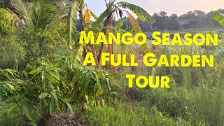 Mango season Full Garden Tour