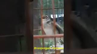 Download lagu Branjangan Vietnam || Branjagan #kicaumania #masteranburung #burungberkicau #chim #branjangangacor mp3 Download lagu Branjangan Vietnam || Branjagan #kicaumania #masteranburung #burungberkicau #chim #branjangangacor mp3