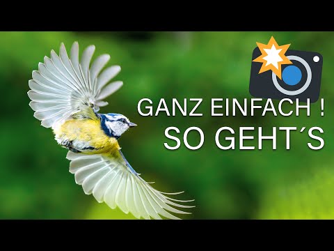 Blaumeise IM FLUG fotografieren 🦅 Vögel im Flug mit diesen Einstellungen