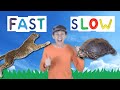 Fast Slow Action Song for Kids | Learning Opposites | Learn English Children