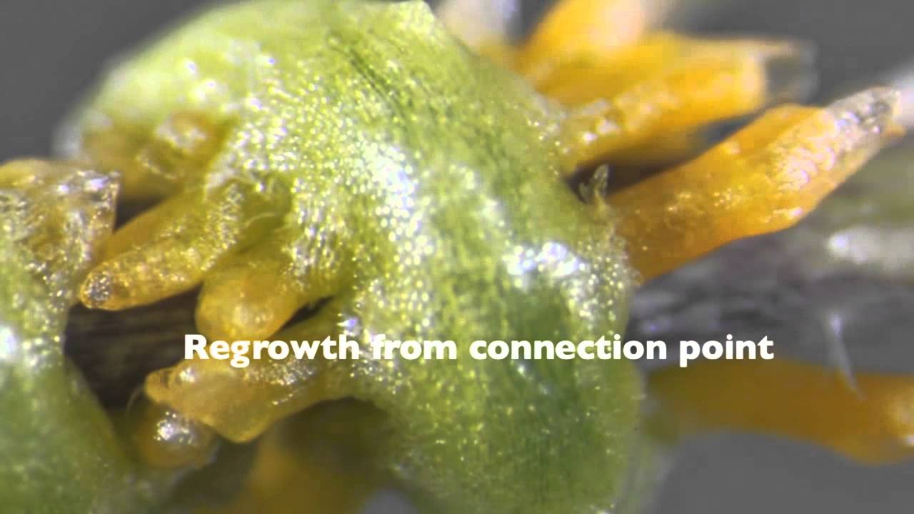 Attack of the Parasitic Plant! (Cuscuta) - YouTube