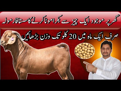 Qurbani Ke Bakre Ko Mota Karne Ka Tarika || How To Fatten Goats Quickly