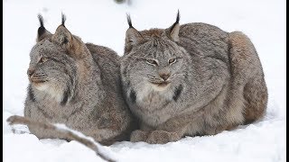 Félins : le mystérieux lynx du Canada - ZAPPING SAUVAGE