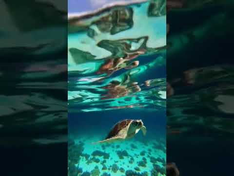 Tortoise in the green sea.#nature #trending #sea #nature