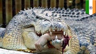 Crocodile attacks: Man’s arm ripped off by crocodile, then he gets fined for trespassing
