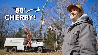 Removing a Huge Cherry Tree and Fixing the Wood Burning Stove! | Abandoned Shed to House Renovation