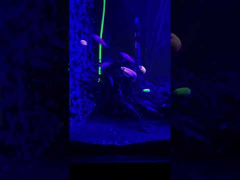 Neon Danio Fish🐠#like #comment #subscribe #rave #light #neon #fish #glow #aquarium #love #music