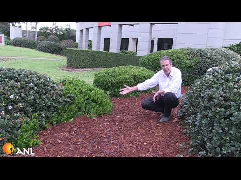 YouTube video about Discover the Natural Beauty of Mini Pine Nugget Bark Mulch
