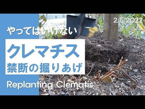 クレマチスの植え方は？おまけとして、適切にメンテナンスしてトリミングするためのヒントもお届けします。  庭園