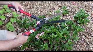 How and When to Prune Encore Azaleas - With Tips for Sun and Shade