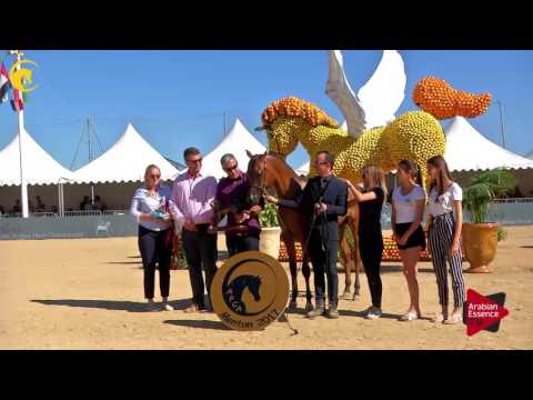 3 rd place,  N.84 PERSEUS OS - MENTON 2017 - Yearling Male Championship (Class 14)